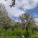 فروش باغ میوه