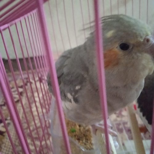 عروس هلندی ماده سیامون