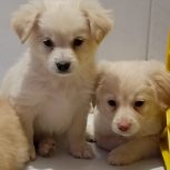 توله سگ پامر اشپیتز