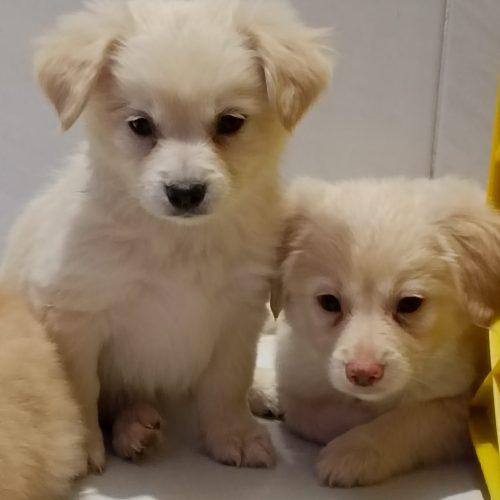 توله سگ پامر اشپیتز