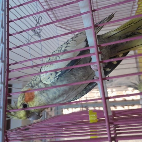 طوطی عروس هلندی یک جفت