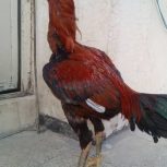 جوجه لاری عاص