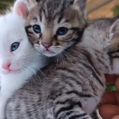 سه تا بچه گربه