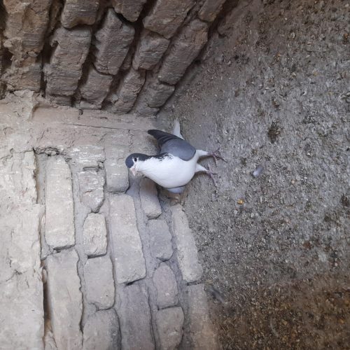 کبوتر فروشی