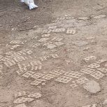 کبوتر رنگی دم سفید