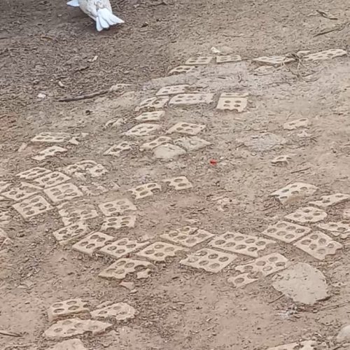 کبوتر رنگی دم سفید