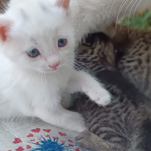 سه تا بچه گربه