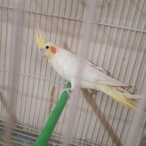 جفت عروس هلندی نر وایت فیس ماده لوتینو کار داده و جوجه بزرگ کن