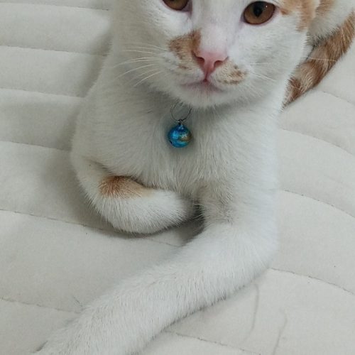 گربه دی اس اچ خانگی