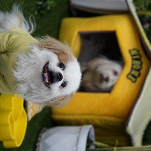 سگ پاکوتاه پشمالوسایزریز