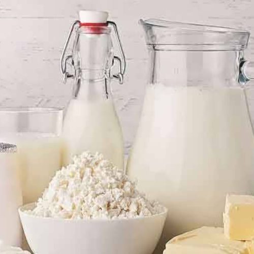 شیر بز سانن وآلپاین