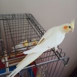 عروس هلندی لوتینو