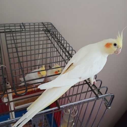 عروس هلندی لوتینو