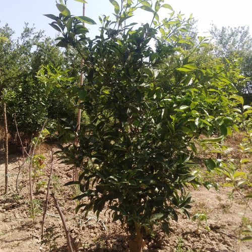 زمین خانه سرا