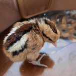 جوجه گلین یک روزه