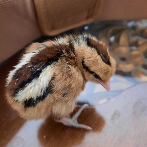 جوجه گلین یک روزه