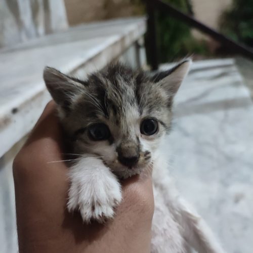 گربه بازیگوش