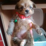 فروش فوری توله سگ ماده شیتزو