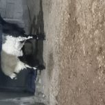 فروش غوچ 2ساله بزرگ قربانی