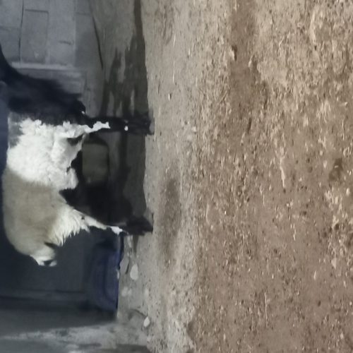 فروش غوچ 2ساله بزرگ قربانی