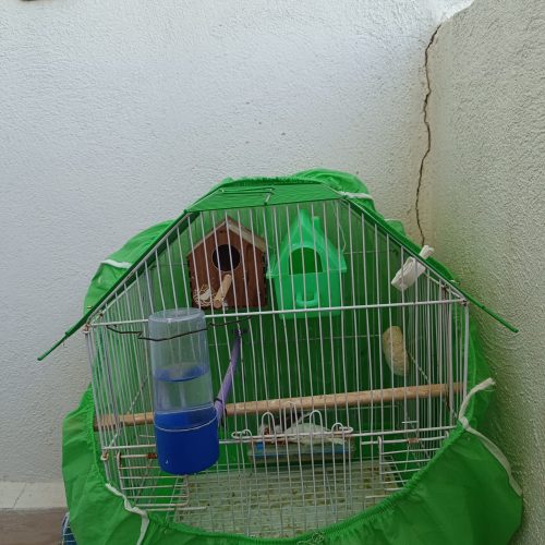 4عدد فنچ سالم و 2عدد قفس زیبا