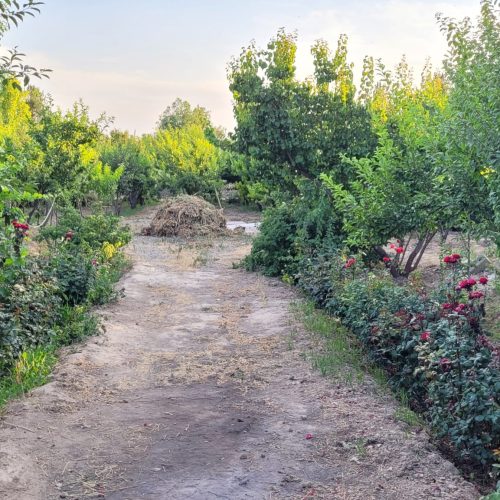 باغ متراژ1300