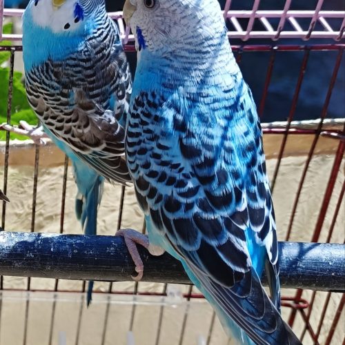 فروش یک جفت مرغ عشق