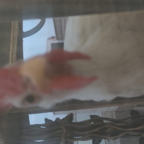 خروس خروس