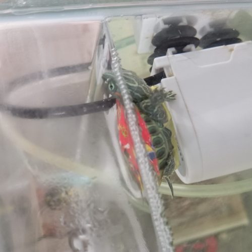 آکواریوم ولوازم جانبی