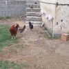 مرغ و خروس محلی
