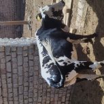 گوساله ماده مخصوص قربانی وداشت