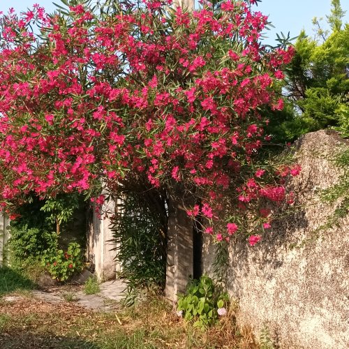 ویلا  در کترا