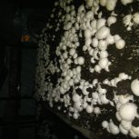 قارچ دکمه ای