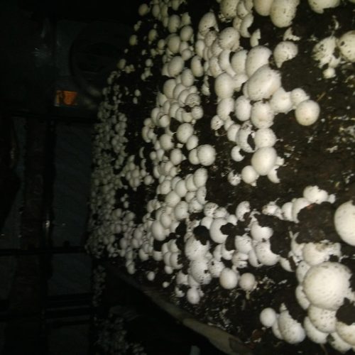 قارچ دکمه ای