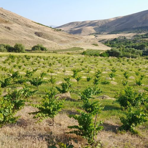 یک قطعه باغ و خانه باغ ده هزار متر