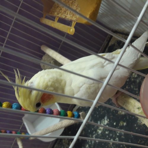 عروس هلندی لوتینو