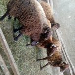 5عددگوسفند زنده