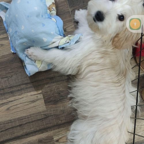 سگ 4 ماهه لونا زیبا