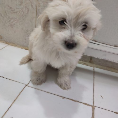 توله سگ شیزو دو ماهه