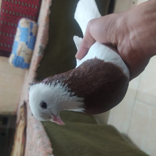 کلفه‌نرسرول