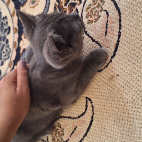 گربه مین کوین واسکاتیش