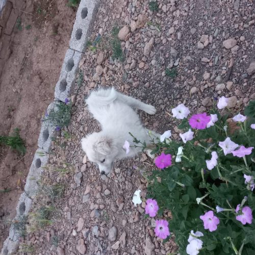 فروش سگ شیتزو ،سفید چهار ماهه