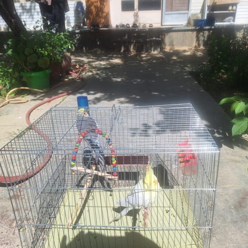 یک جفت عروس هلندی