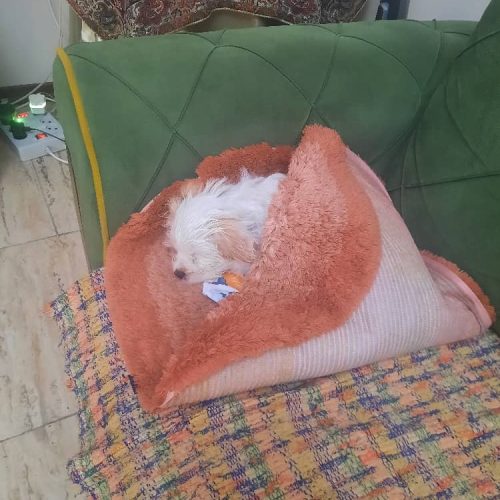 واگذاری توله سگ شیتزو