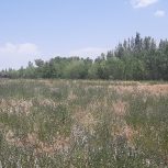زمین ویلایی و زراعی باغی