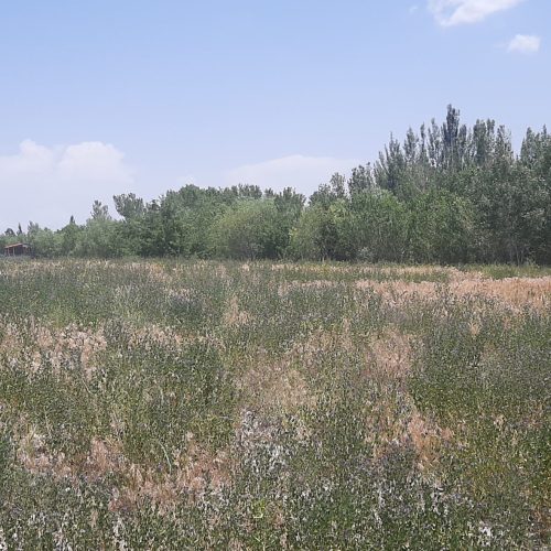 زمین ویلایی و زراعی باغی
