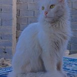 گربه ماده سفید پرشین نژاد انگورا