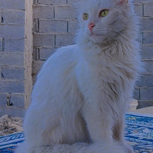 گربه ماده سفید پرشین نژاد انگورا