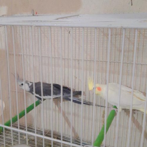 جفت عروس هلندی نر وایت فیس ماده لوتینو کار داده و جوجه بزرگ کن