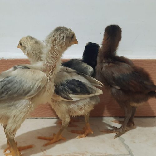 جوجه لاری عاص